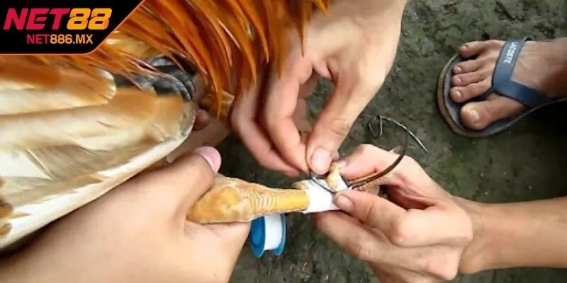 Quy trình cách băng cựa gà đúng kỹ thuật
