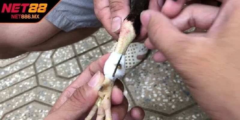 Băng cựa gà đúng mang đến nhiều lợi ích