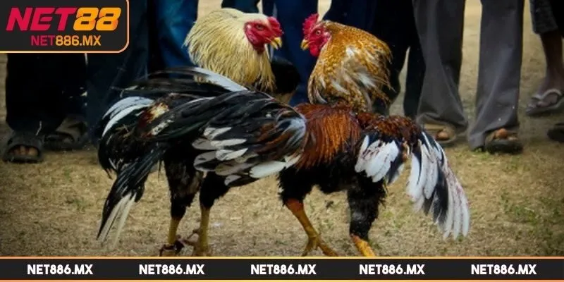 luat-da-ga-mien-nam-quy-dinh